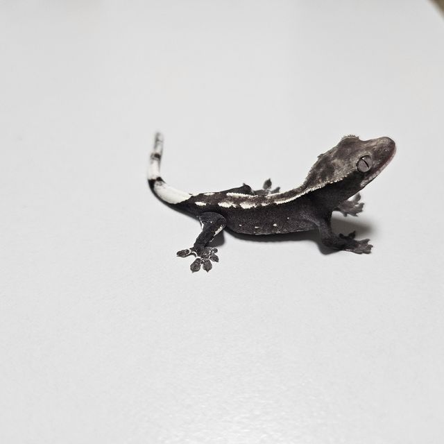 아잔틱