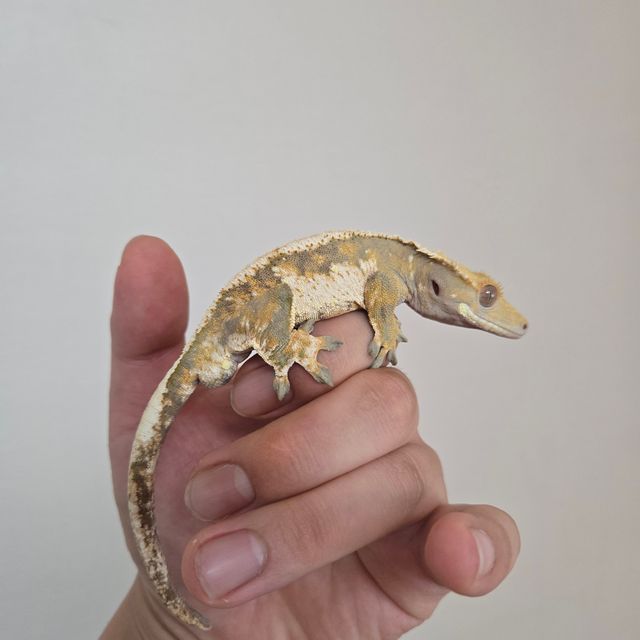 화이트 트라이
