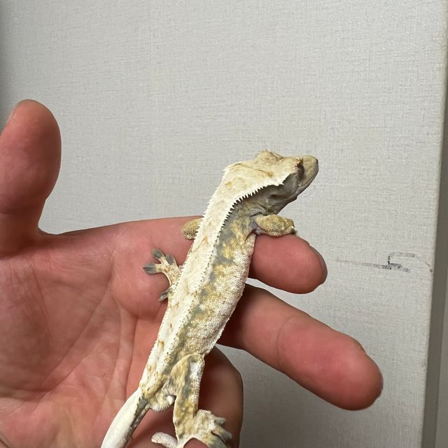 화이트 트라이