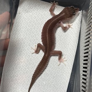 슈퍼스노우 블랙나이트 머피 패턴리스