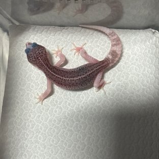 블랙나이트 갤럭시