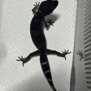 블랙나이트 만다린