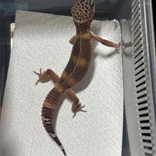 블랙나이트 만다린