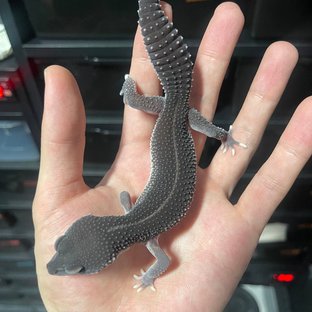 슈퍼스노우 블랙나이트 이클립스