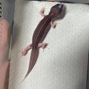 블랙나이트 갤럭시