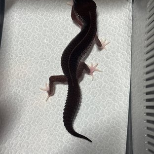 슈퍼스노우 블랙나이트 이클립스