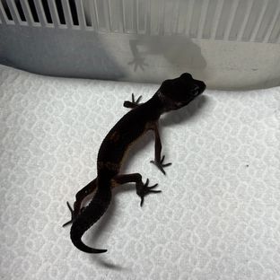 블랙나이트 만다린