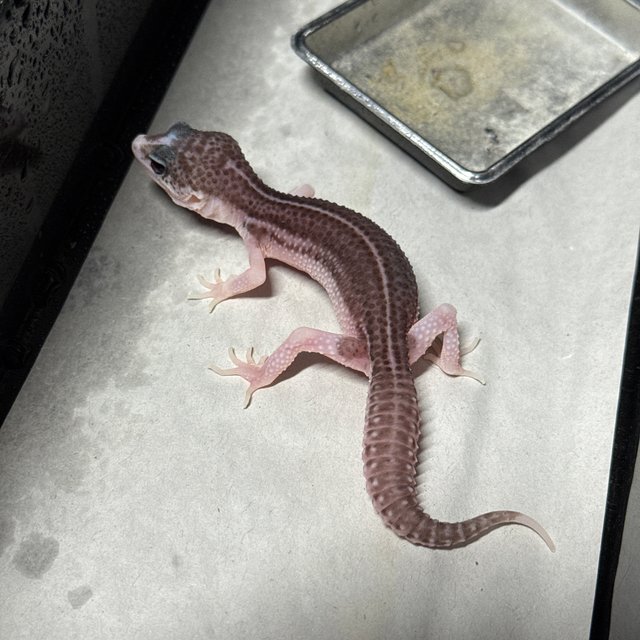 블랙나이트 갤럭시