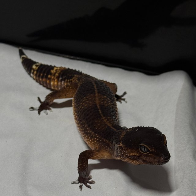 블랙나이트 만다린