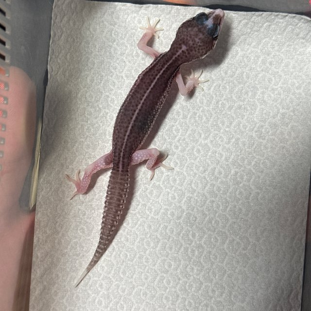 블랙나이트 갤럭시