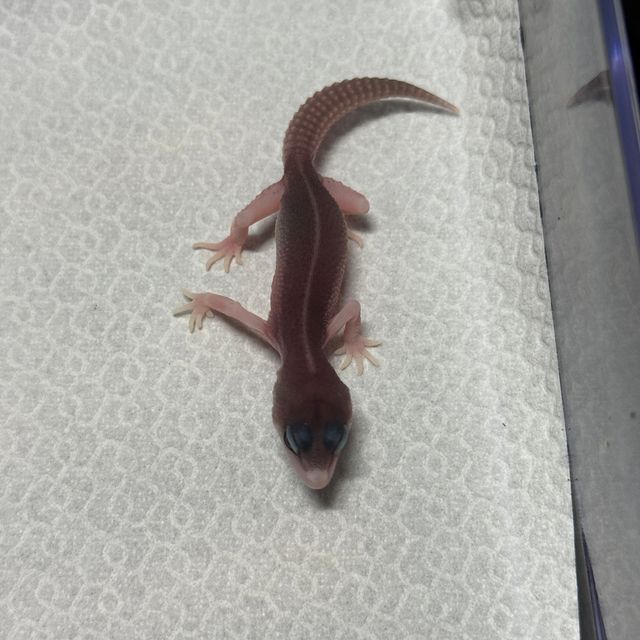 블랙나이트 갤럭시