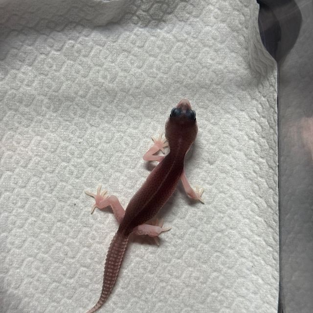 블랙나이트 갤럭시