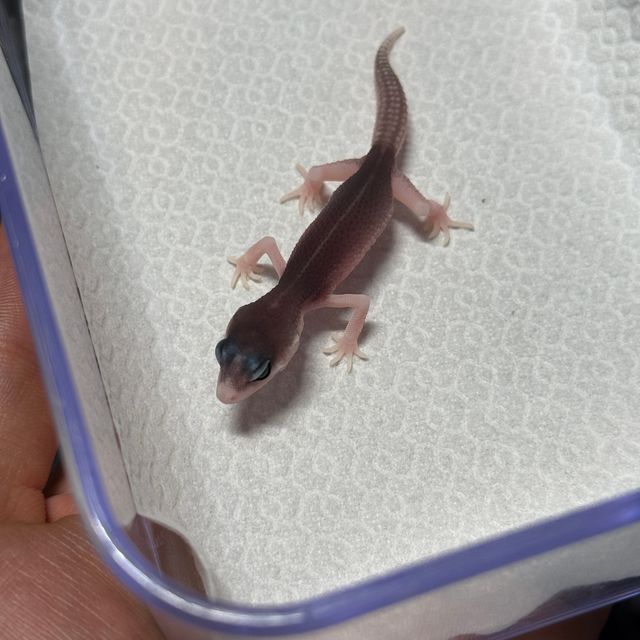 블랙나이트 갤럭시