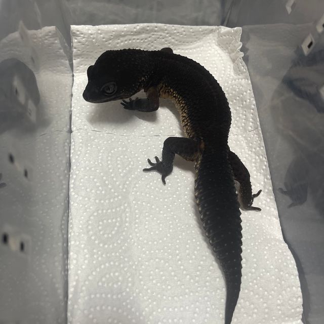 블랙나이트 만다린