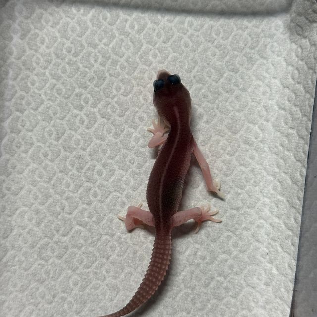 블랙나이트 갤럭시