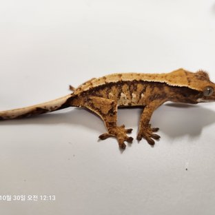 텐저린 드리피 트라이 익스트림할리퀸