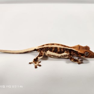 릴리화이트 트라이