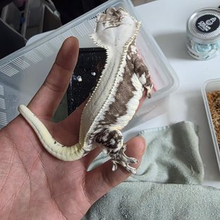 Lax1