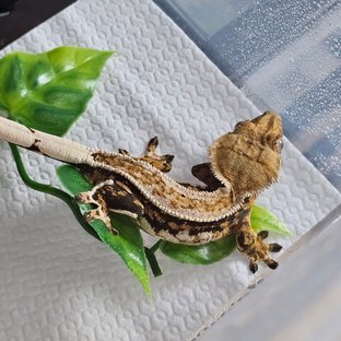 메이