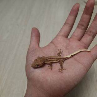 릴리화이트 팬텀