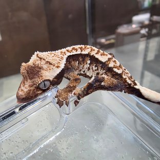 젠아2670