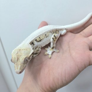 알파