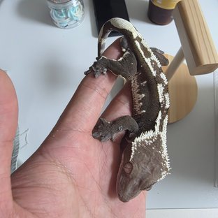 Ax1