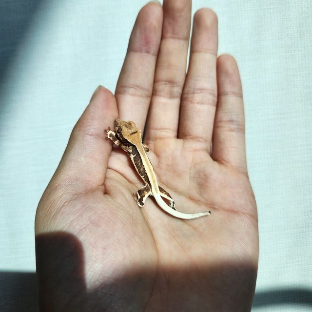 릴리화이트 솔리드백