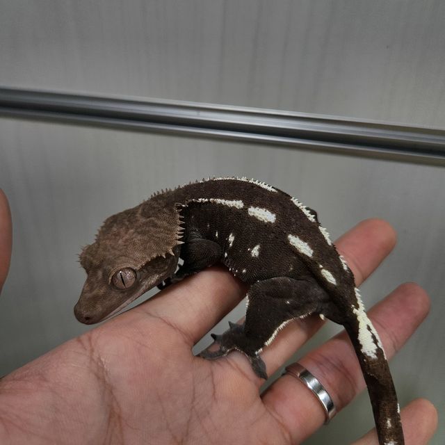 아잔틱