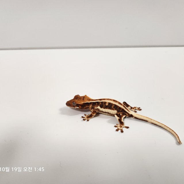 릴리화이트 트라이