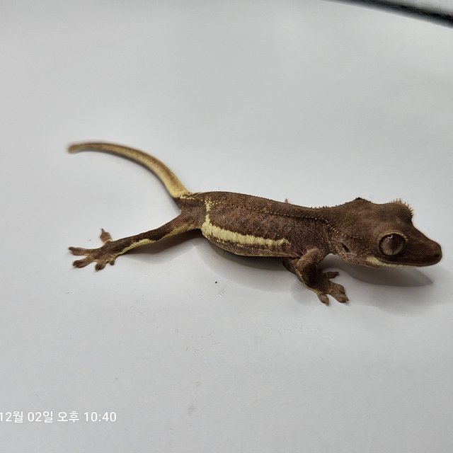 레드 팬텀 릴리화이트