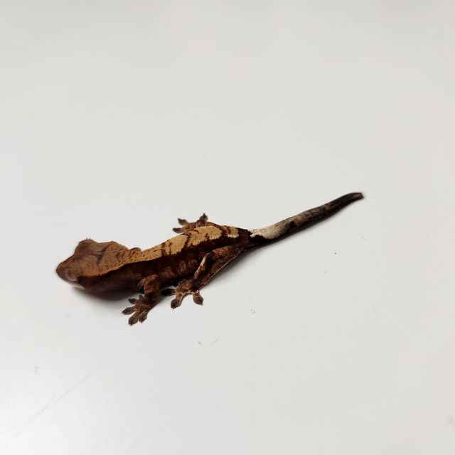 카푸치노