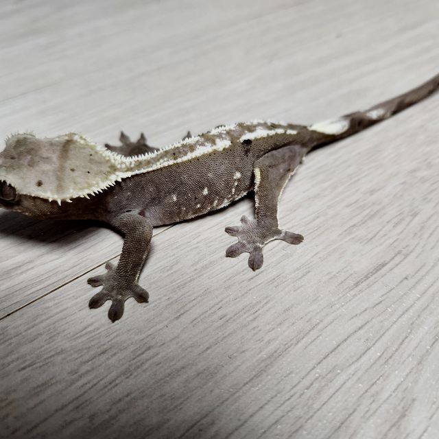 아잔틱