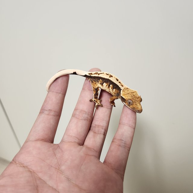 트라이 익스트림할리퀸