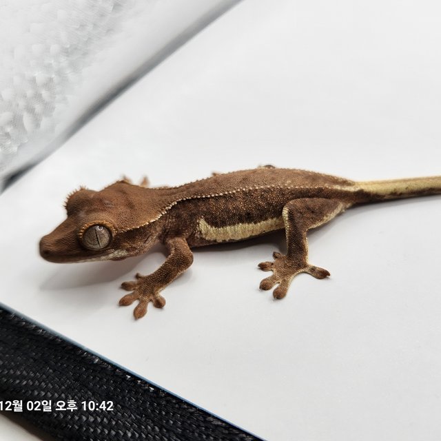 레드 팬텀 릴리화이트