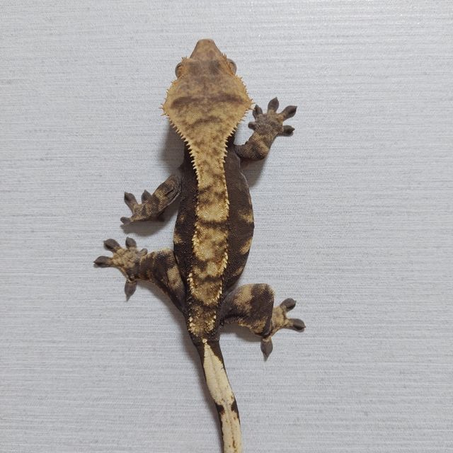 노멀 플레임 다크