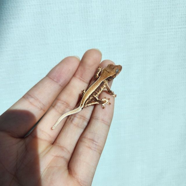 프라푸치노