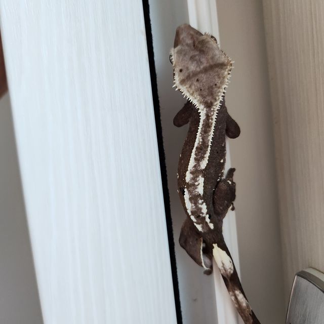 아잔틱 풀핀