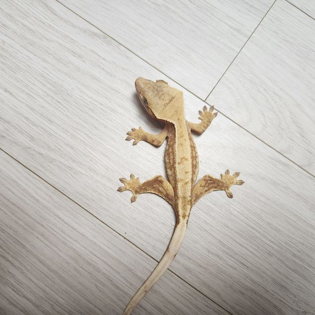 노멀 레드 트라이 익스트림할리퀸