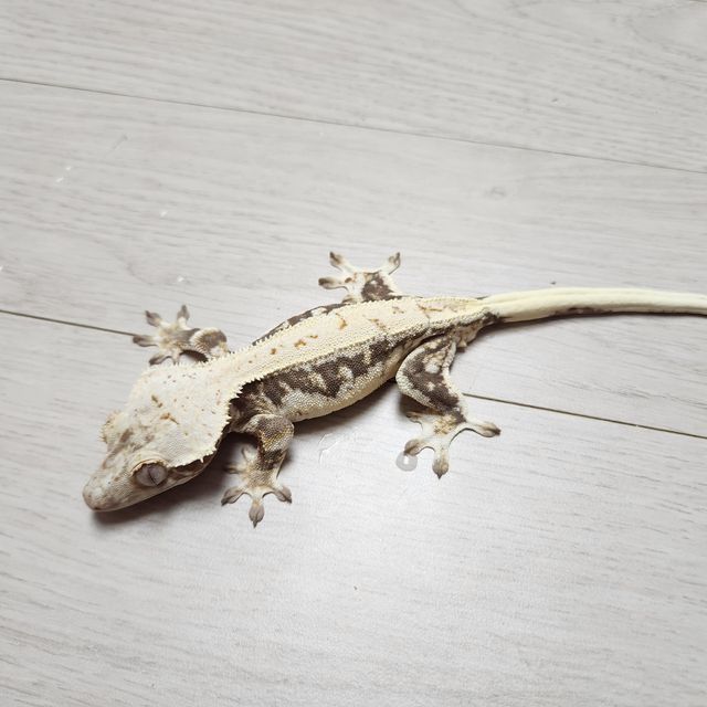 릴리화이트