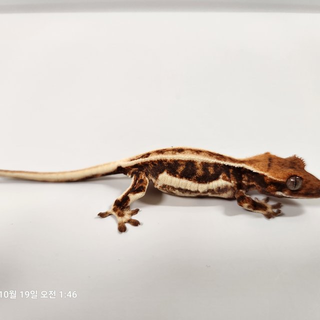 릴리화이트 트라이