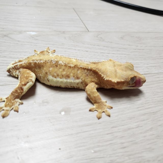 크림 옐로우 팬텀 릴리화이트