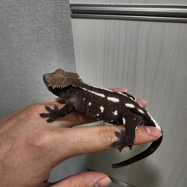 아잔틱