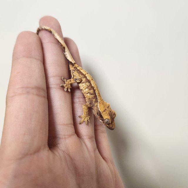 노멀 드리피 트라이 익스트림할리퀸