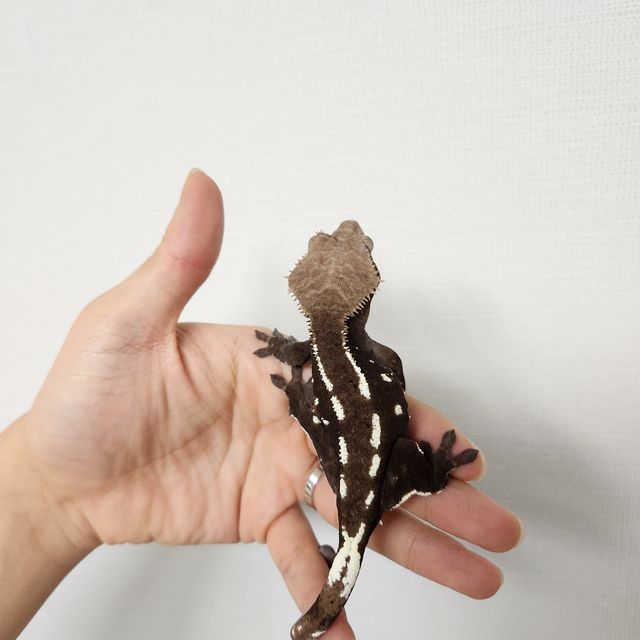 아잔틱