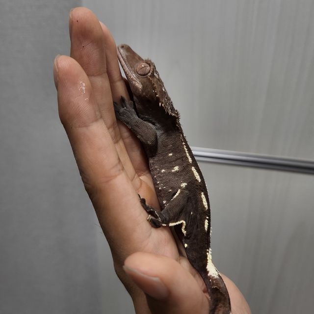 아잔틱