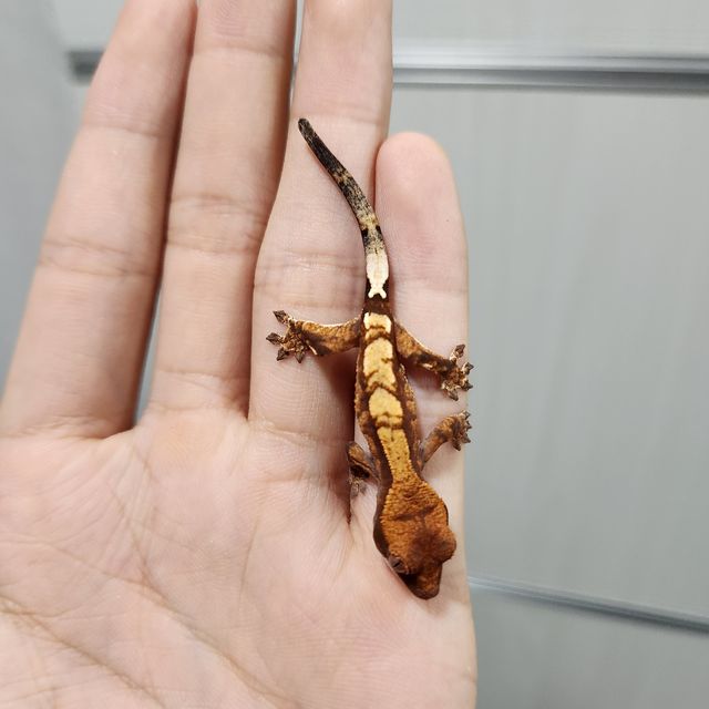 카푸치노