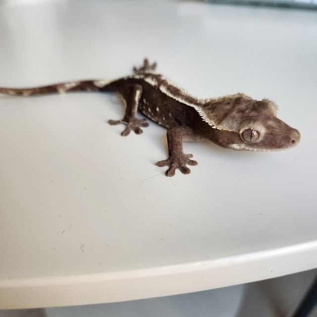 아잔틱 풀핀