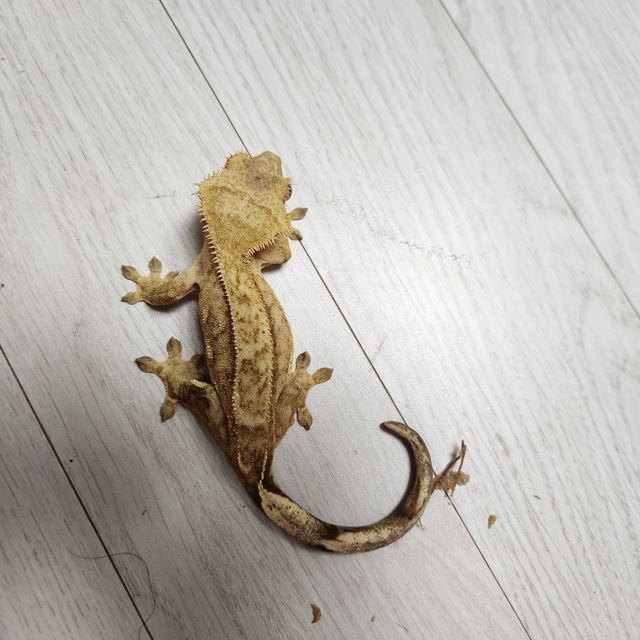 노멀 크림시클