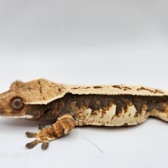 풀핀 트라이 익스트림할리퀸